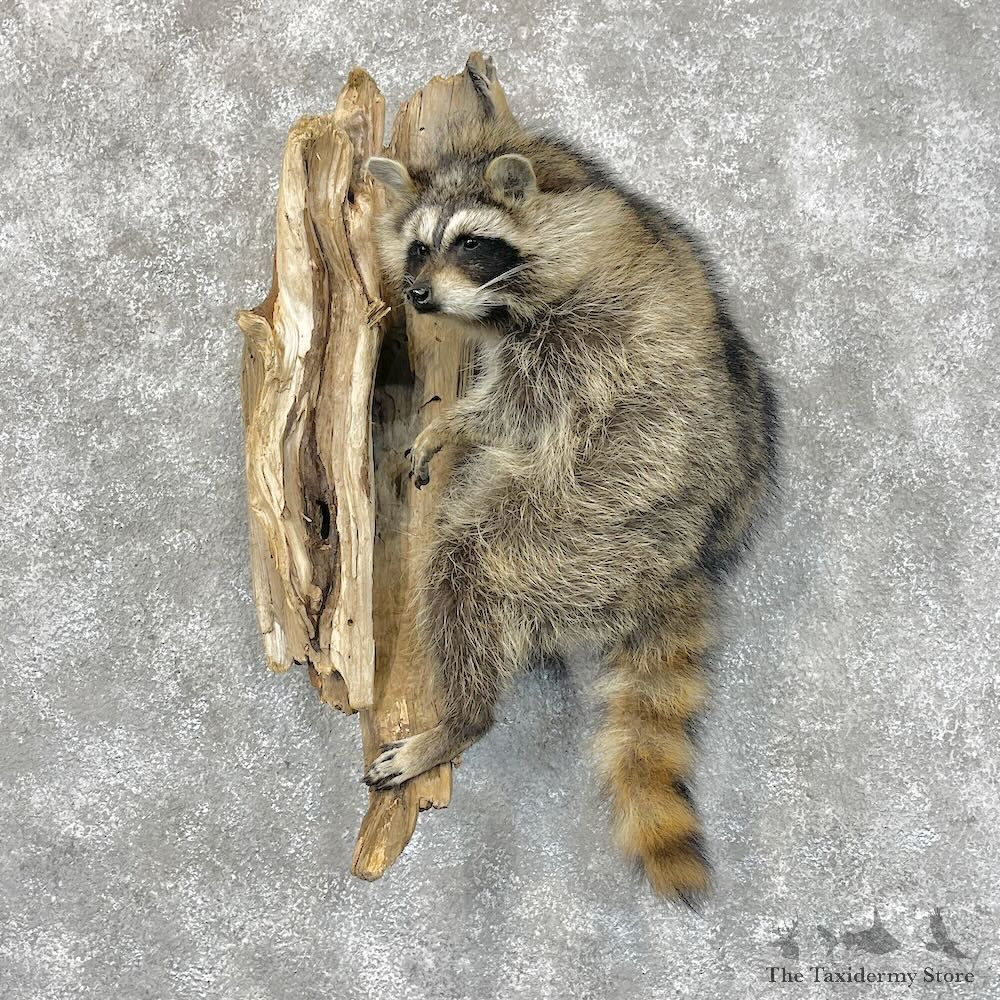 Wall-Hanging Raccoon Mount For Sale #28418 @ The Taxidermy Store