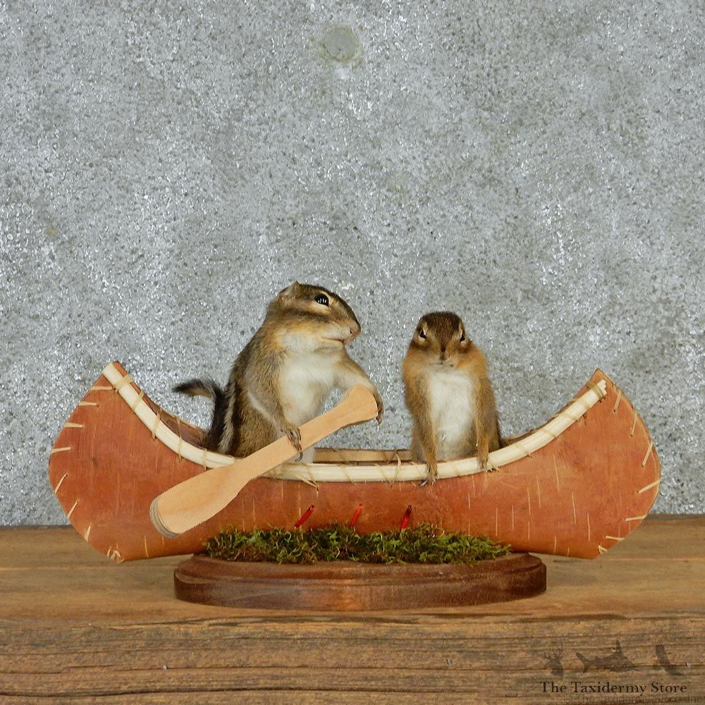 Novelty Canoeing Chipmunks #12937 For Sale @ The Taxidermy Store