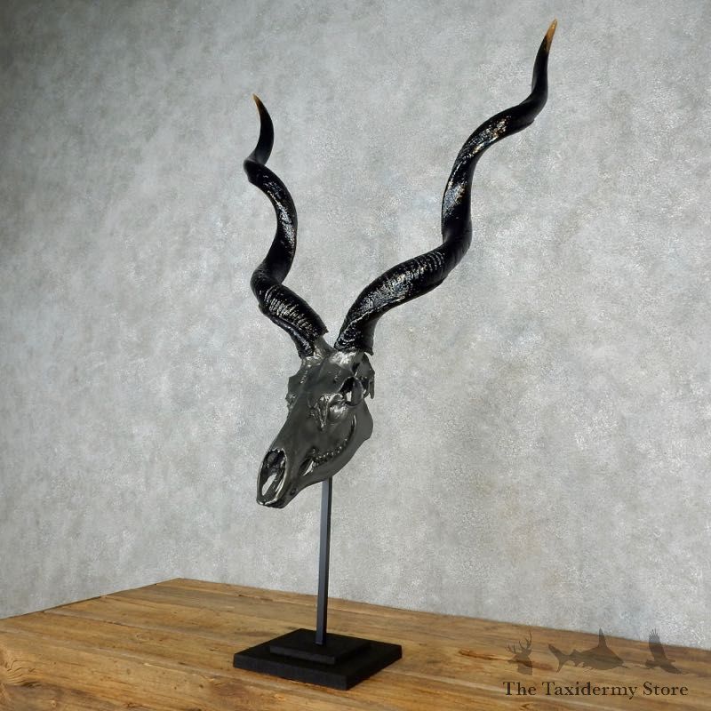 Kudu Skull & Horn European Mount For Sale #17242 @ The Taxidermy Store