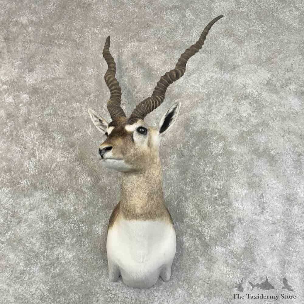 India Blackbuck Shoulder Mount For Sale #31324 @ The Taxidermy Store