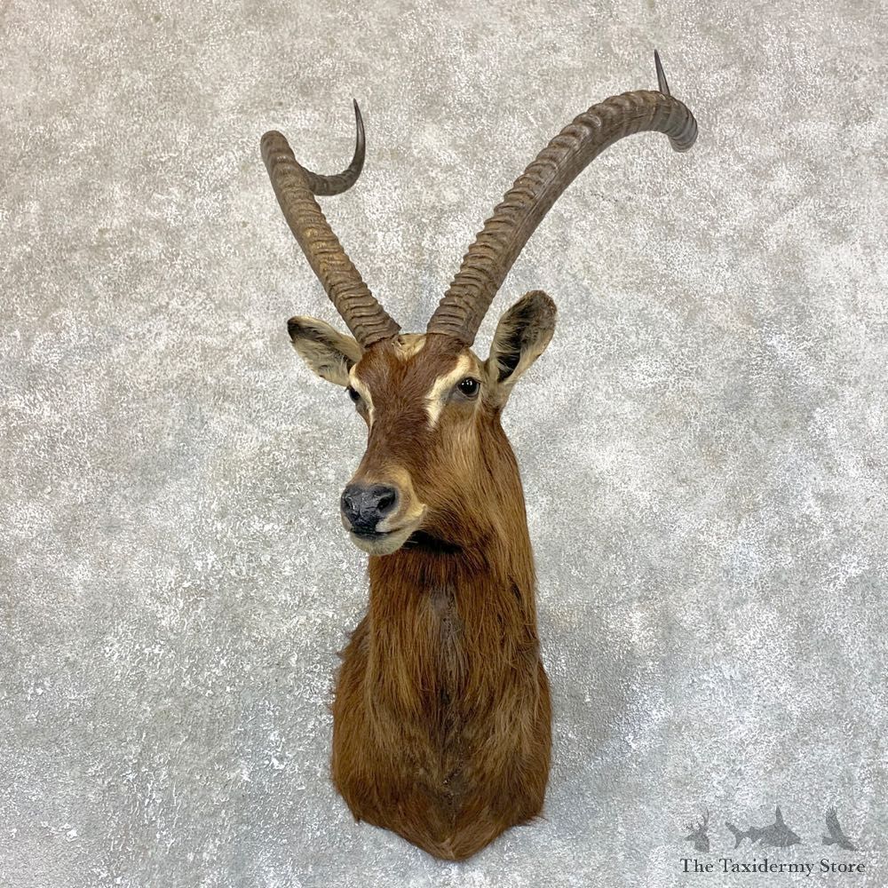 Nile Lechwe Shoulder Taxidermy Mount #23754 For Sale @ The Taxidermy Store