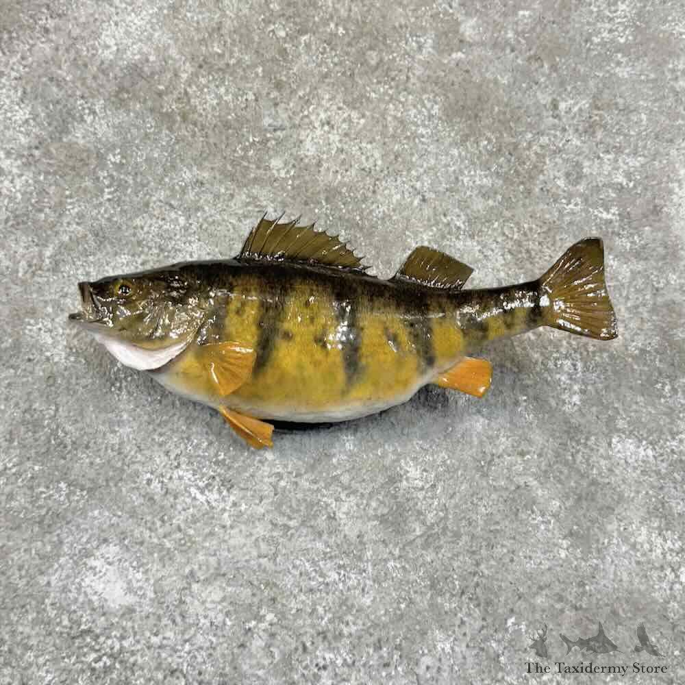 Yellow Perch Fish Mount For Sale #30982 @ The Taxidermy Store