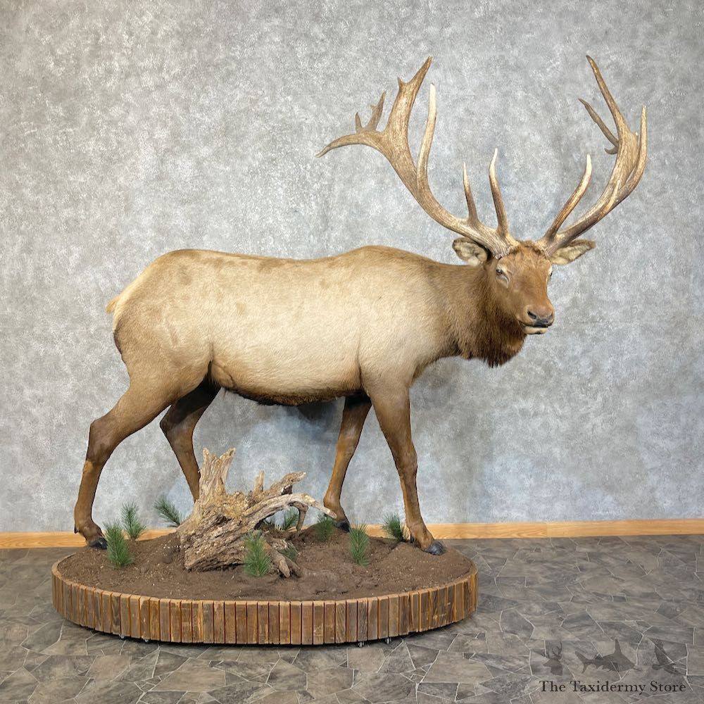 Rocky Mountain Elk Life-Size Mount For Sale #25478 @ The Taxidermy Store