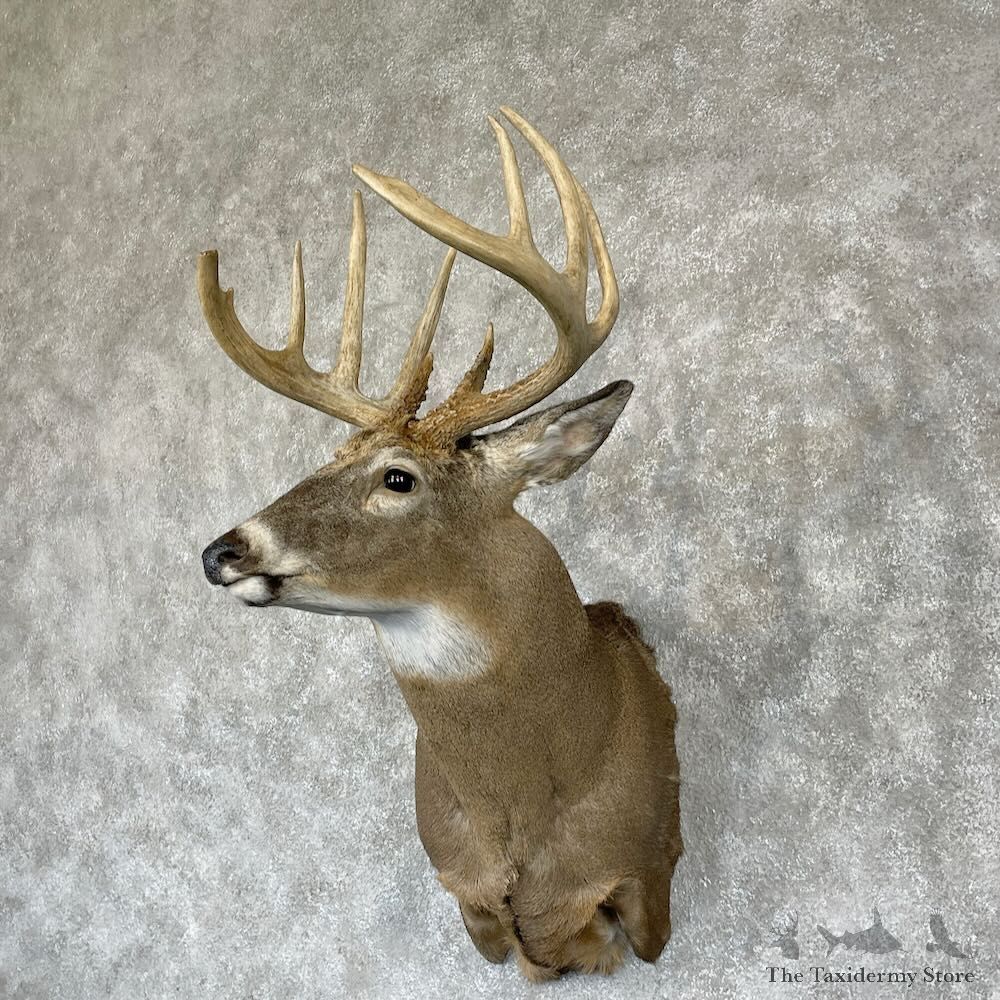 Whitetail Deer Shoulder Mount For Sale #28164 - The Taxidermy Store