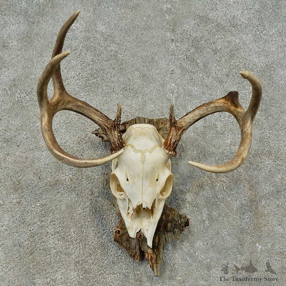 Whitetail Deer Skull European Mount For Sale #16272 @ The Taxidermy Store