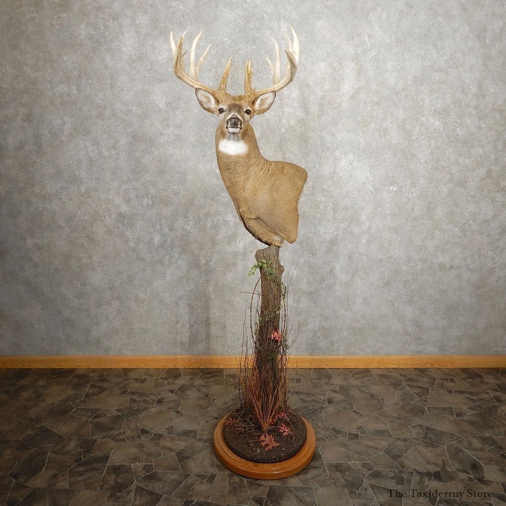 Whitetail Deer Shoulder Mount For Sale #21012 @ The Taxidermy Store