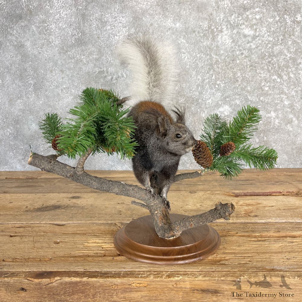 Kaibab Squirrel Mount For Sale #27106 @ The Taxidermy Store