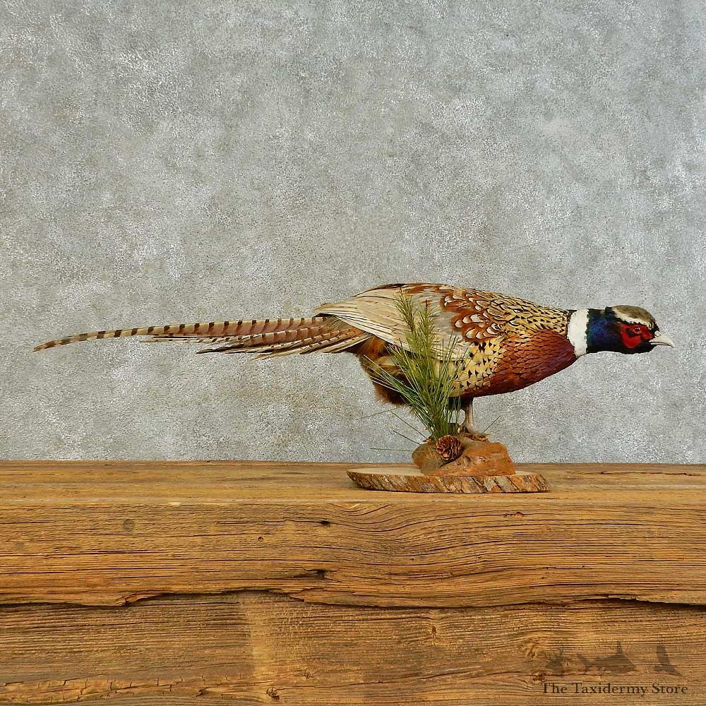 Ringneck Pheasant Bird Mount For Sale #16397 @ The Taxidermy Store