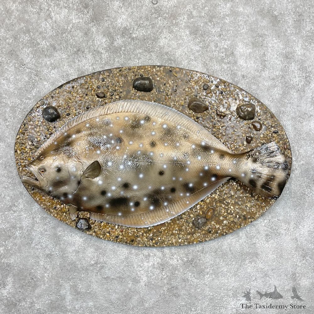 Reproduction Pacific Flounder Fish Mount For Sale #28694 @ The Taxidermy Store
