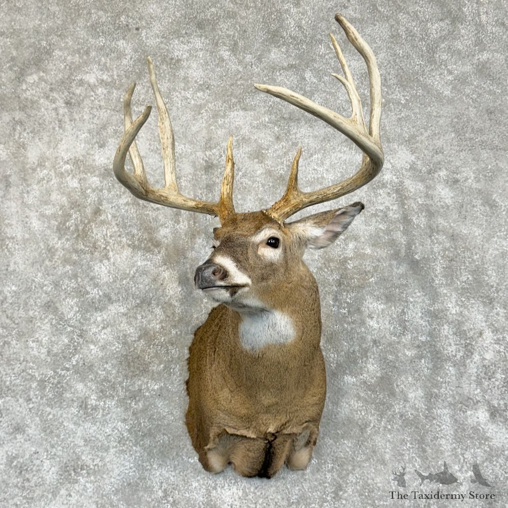 Whitetail Deer Shoulder Mount For Sale #29402 - The Taxidermy Store