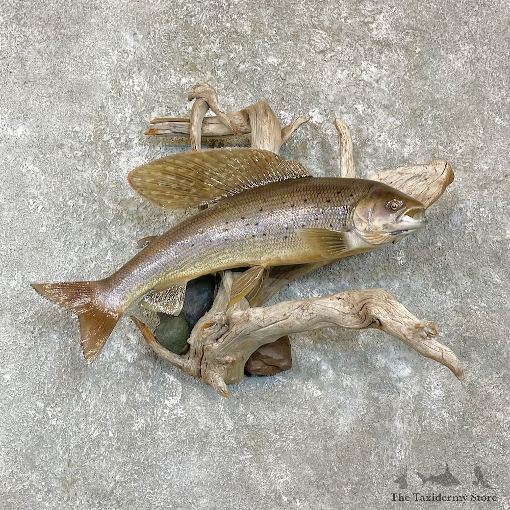 Arctic Grayling Fish Mount For Sale #27155 @ The Taxidermy Store