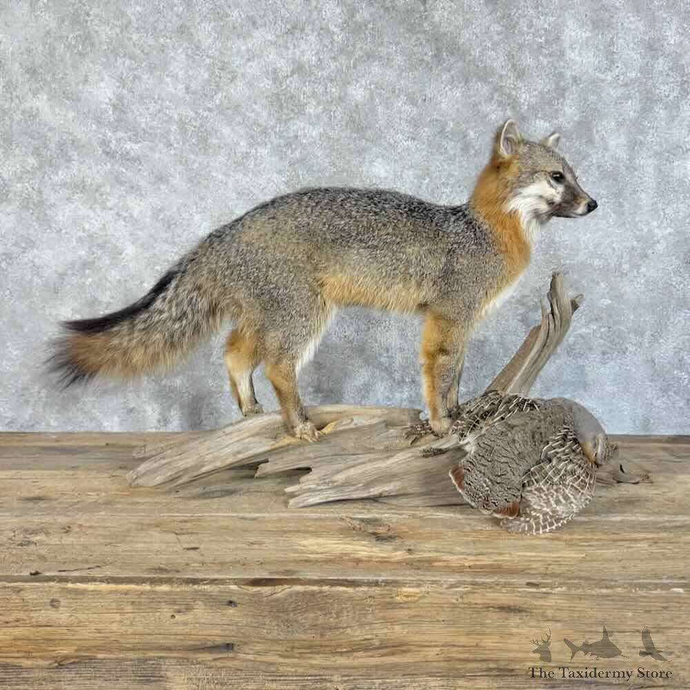 Grey Fox Life-Size Mount For Sale #31401 @ The Taxidermy Store