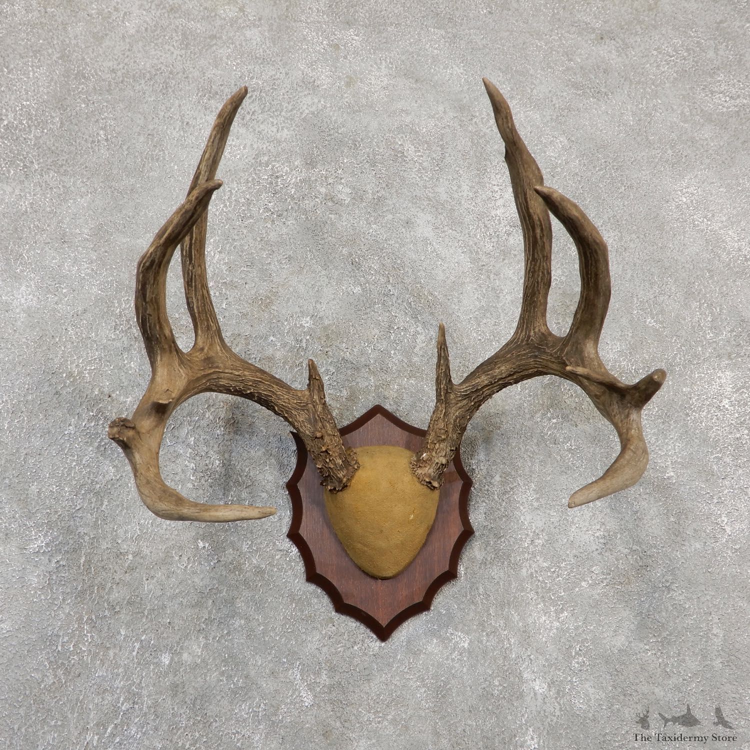 Whitetail Deer Antler Plaque Mount #20033 For Sale @ The Taxidermy Store