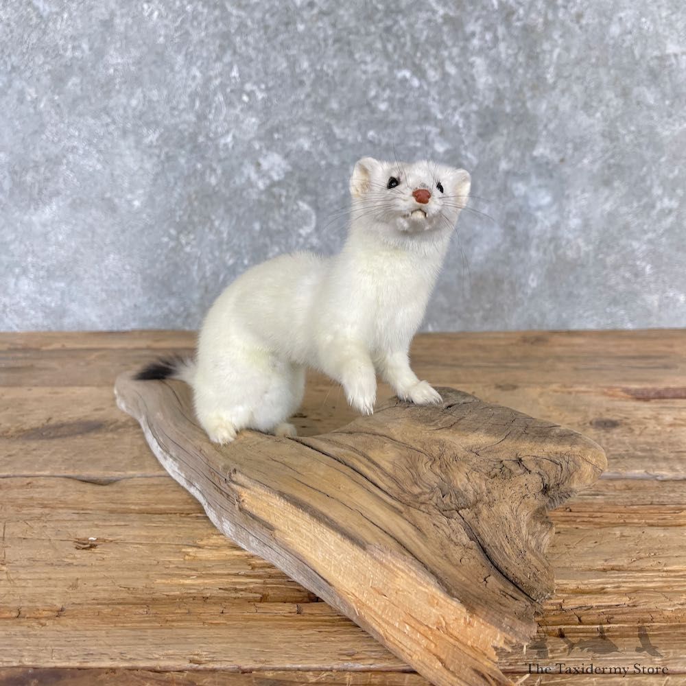 Ermine Life-Size Mount For Sale #27185 @ The Taxidermy Store