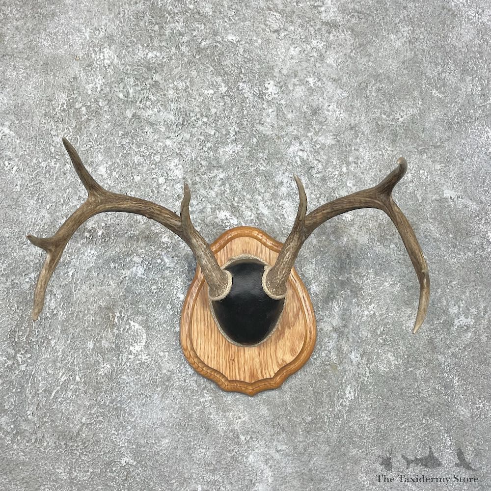Whitetail Deer Antler Plaque Mount For Sale #26231 @ The Taxidermy Store