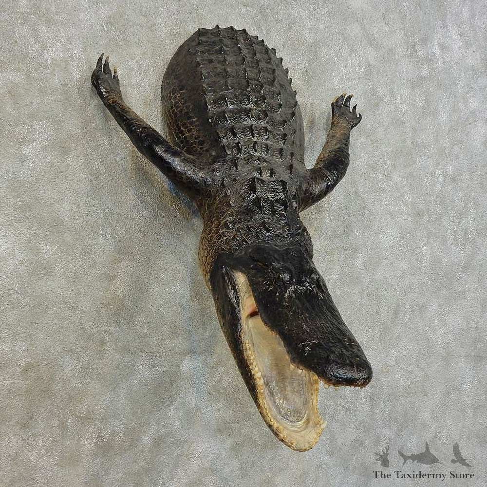 Alligator 1/2 Life-Size Mount For Sale #16391 @ The Taxidermy Store
