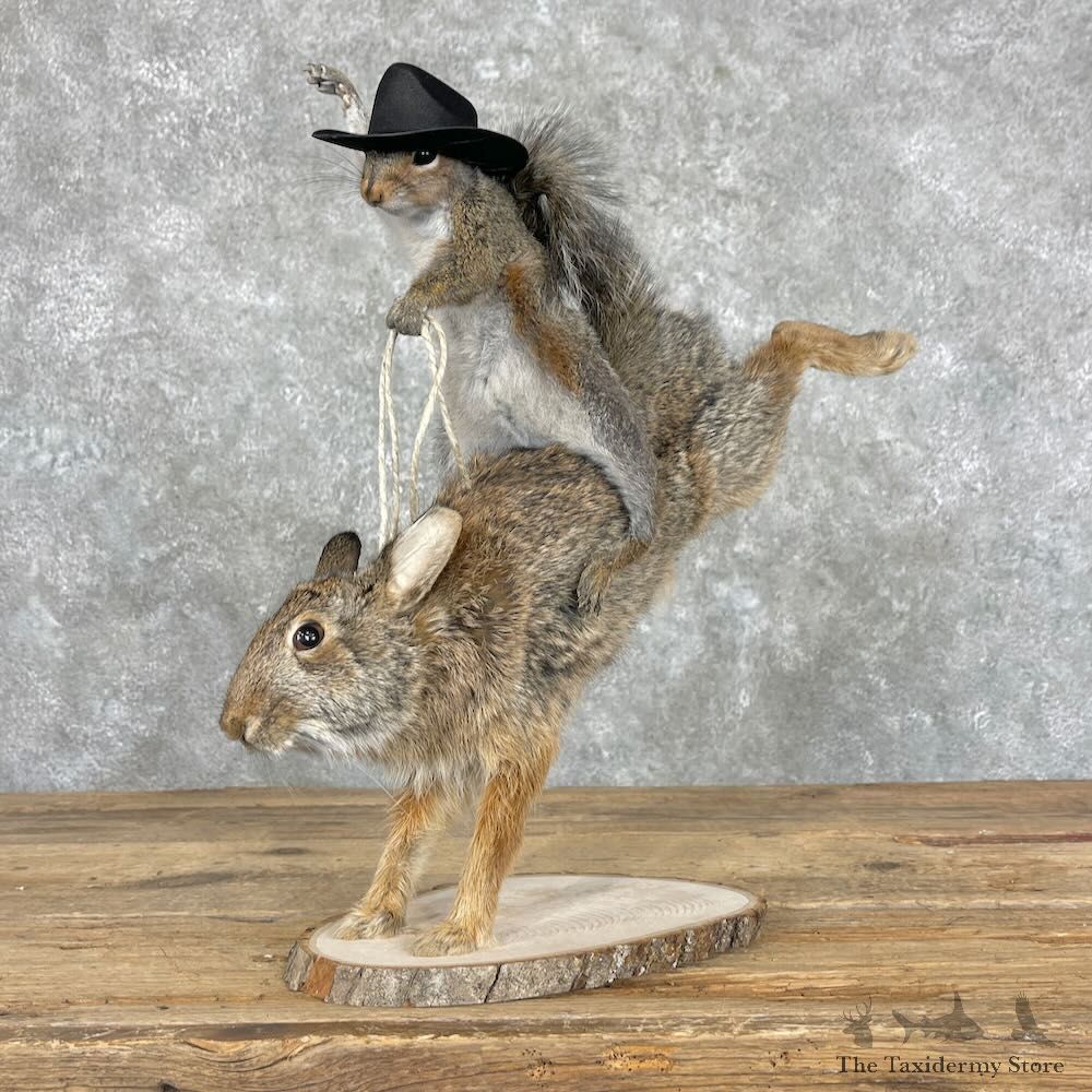 Novelty Grey Squirrel & Rabbit Mount For Sale #27367 @ The Taxidermy Store