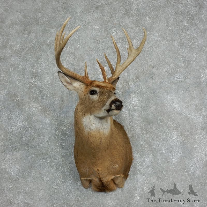 Whitetail Deer Shoulder Taxidermy Mount For Sale #18063 @ The Taxidermy Store.jpg