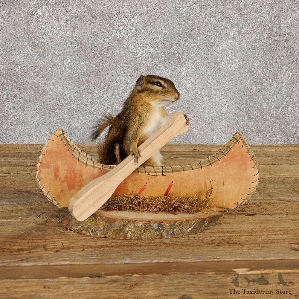Canoe Chipmunk Novelty Mount For Sale #20129 @ The Taxidermy Store