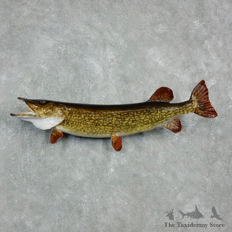 Northern Pike Fish Mount For Sale #17937 @ The Taxidermy Store
