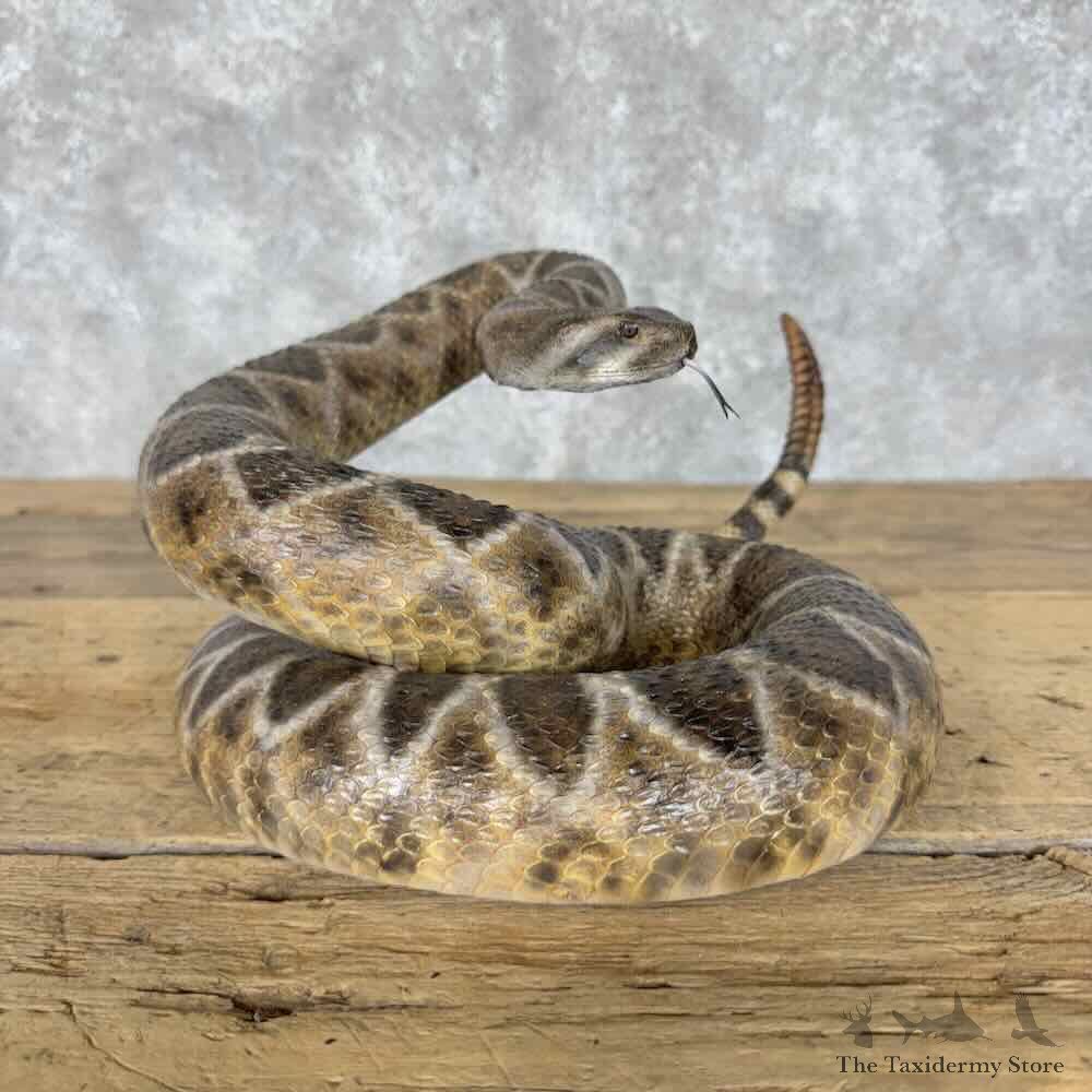 Western Diamondback Rattlesnake Mount For Sale #30314 @ The Taxidermy Store