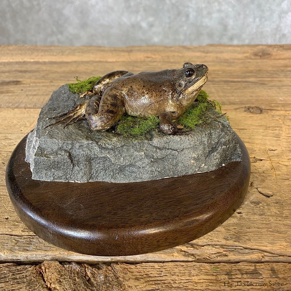 Bullfrog Taxidermy Mount For Sale #21362 @ The Taxidermy Store