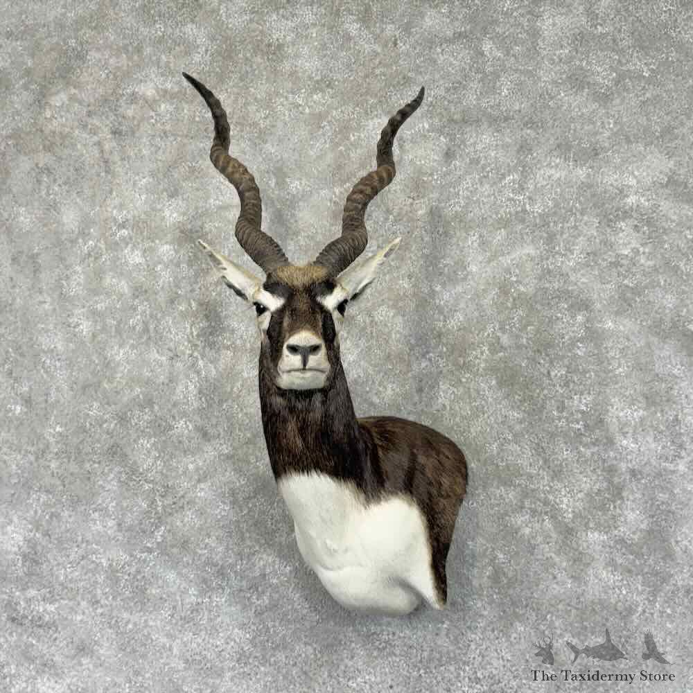 India Blackbuck Wall Pedestal Mount For Sale #31895 @ The Taxidermy Store