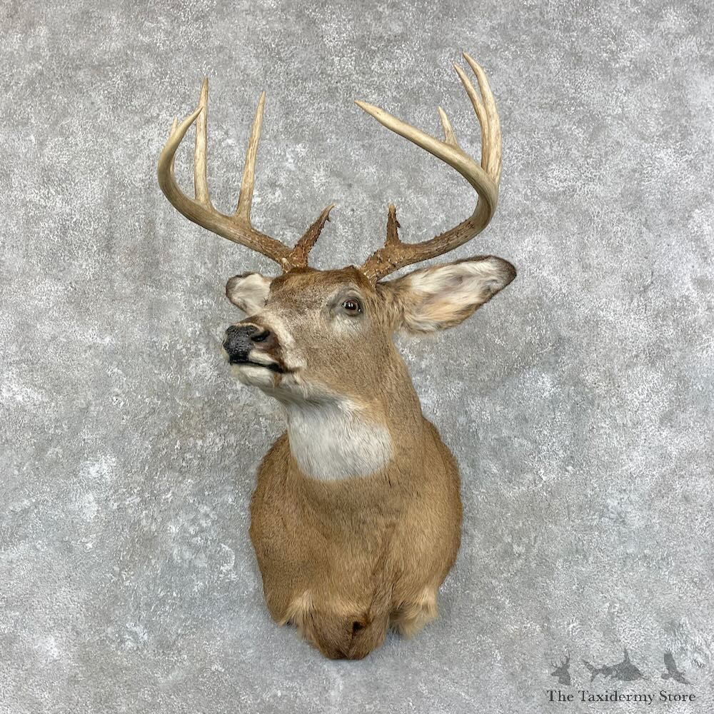 Whitetail Deer Shoulder Mount For Sale #28011 @ The Taxidermy Store