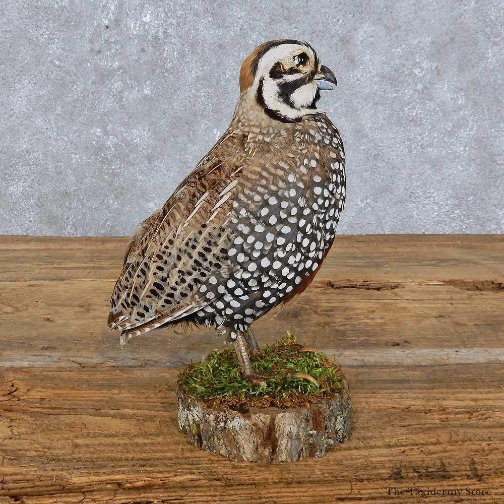 Cortunix Quail Bird Mount For Sale #14828 @ The Taxidermy Store