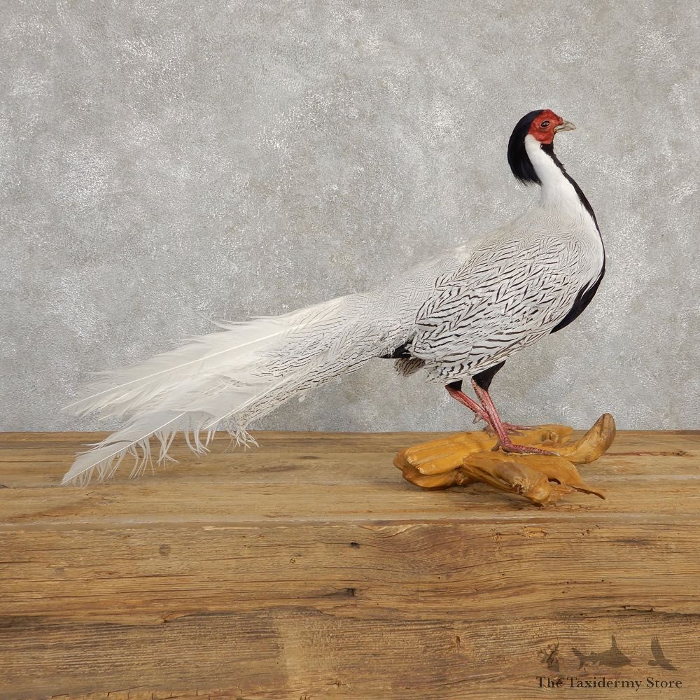 Silver Pheasant Taxidermy Bird Mount #20241 For Sale @ The Taxidermy Store