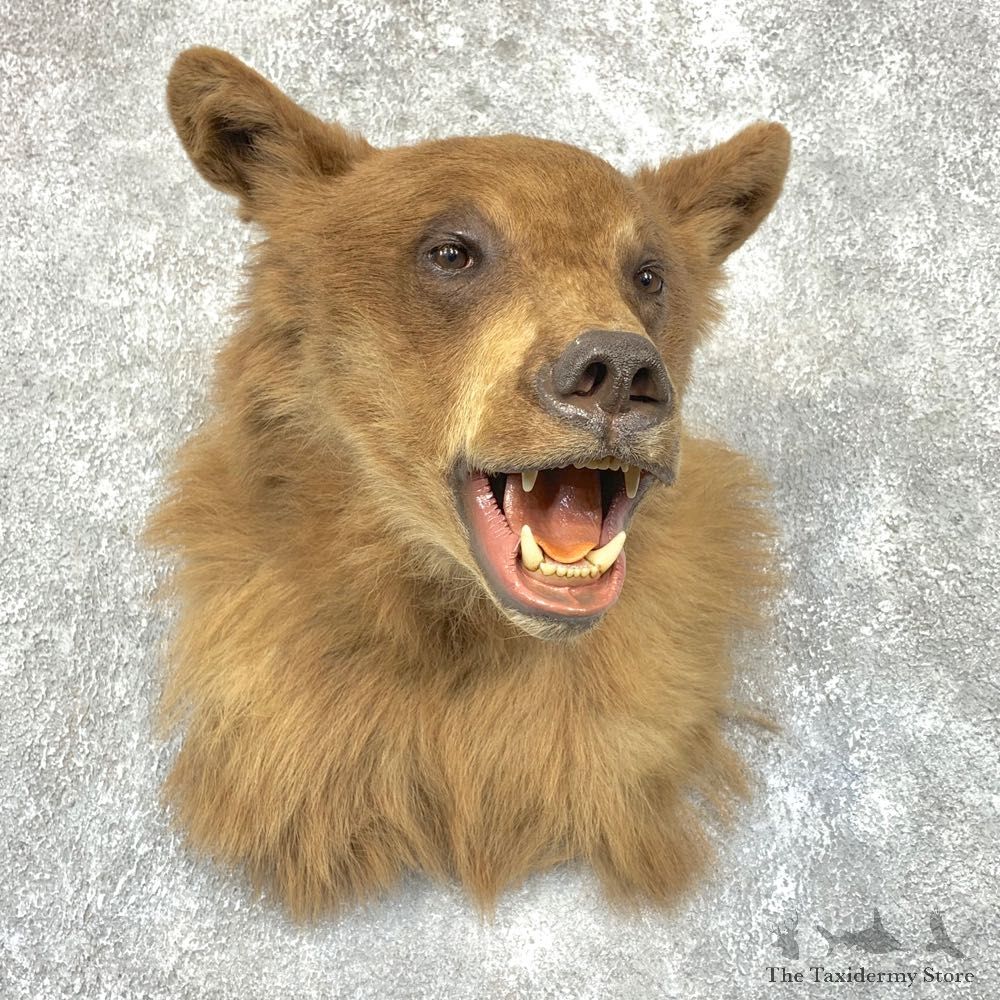 Cinnamon Phase Black Bear Shoulder Mount For Sale #21750 @ The Taxidermy Store
