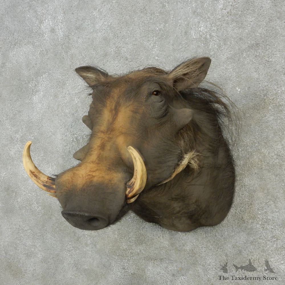 African Warthog Shoulder Mount For Sale #15130 @ The Taxidermy Store