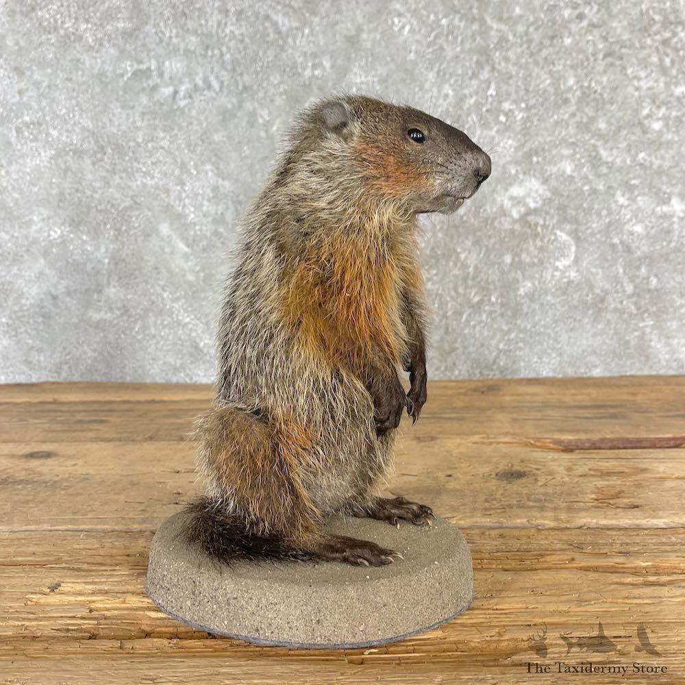 Groundhog Life-Size Mount For Sale #27119 @ The Taxidermy Store