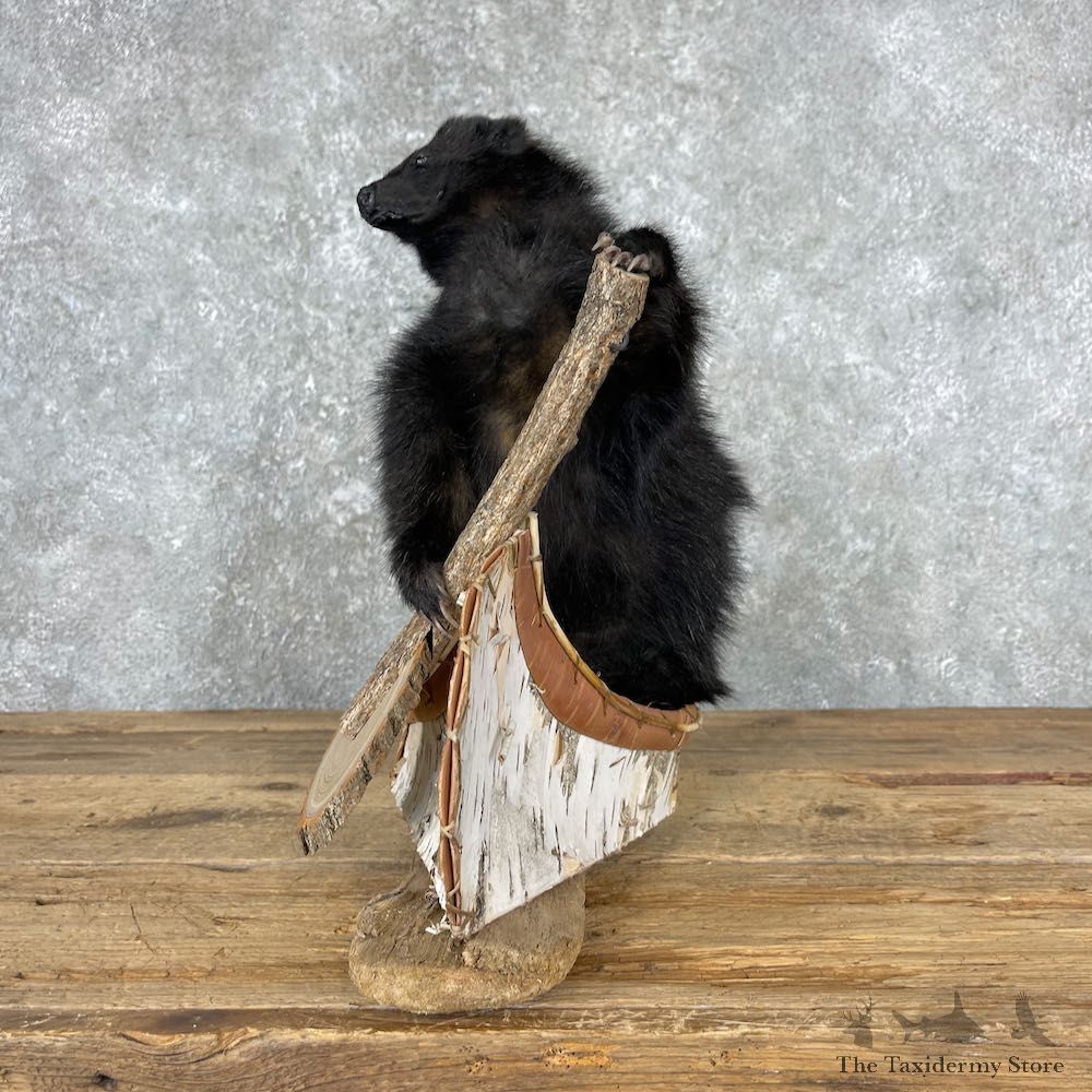 Canoe Skunk Novelty Mount For Sale #26962 @ The Taxidermy Store