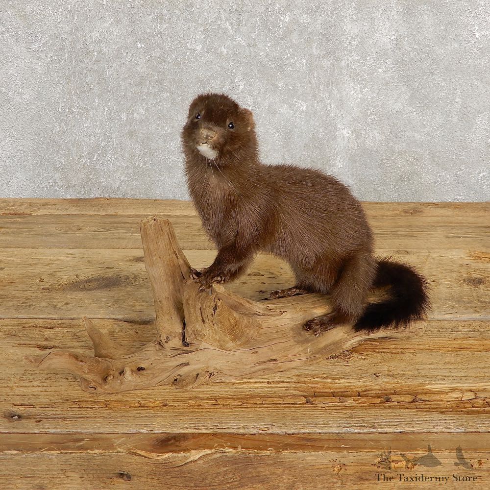 Mink Life-Size Taxidermy Mount For Sale #20246 @ The Taxidermy Store
