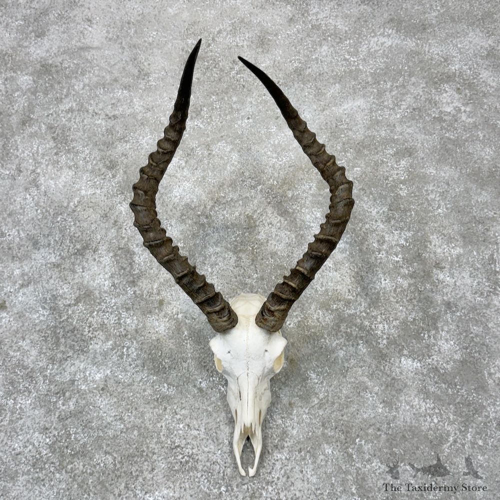 Impala Skull & Horns European Mount For Sale #29826 @ The Taxidermy Store
