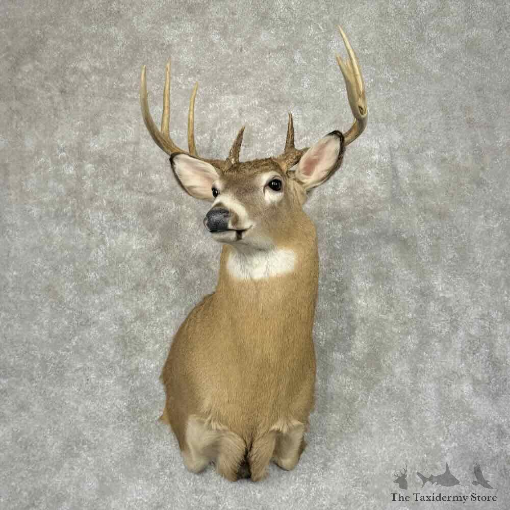 Whitetail Deer Shoulder Mount For Sale #31935 @ The Taxidermy Store