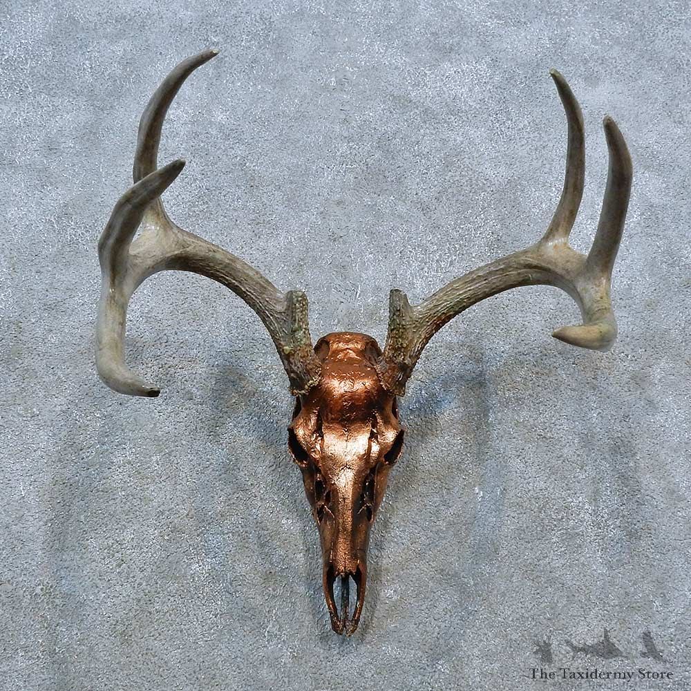 Whitetail Deer Skull Antler European Mount For Sale #15395 @ The Taxidermy Store