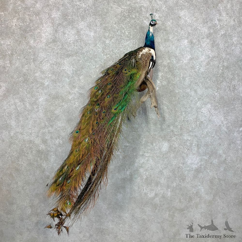 Indian Pied Peacock Bird Mount For Sale #23479 @ The Taxidermy Store