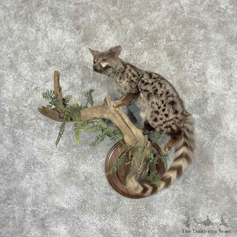 Genet Cat Life Size Mount For Sale #32242 @ The Taxidermy Store