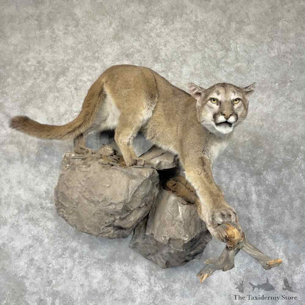 Mountain Lion Life Size Mount For Sale #31919 @ The Taxidermy Store