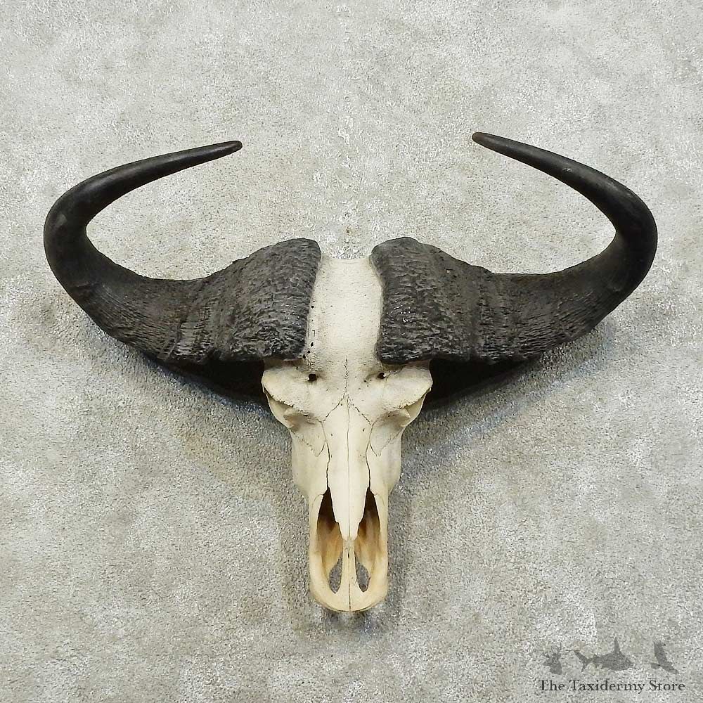 Cape Buffalo Skull European Mount For Sale #15816 @ The Taxidermy Store