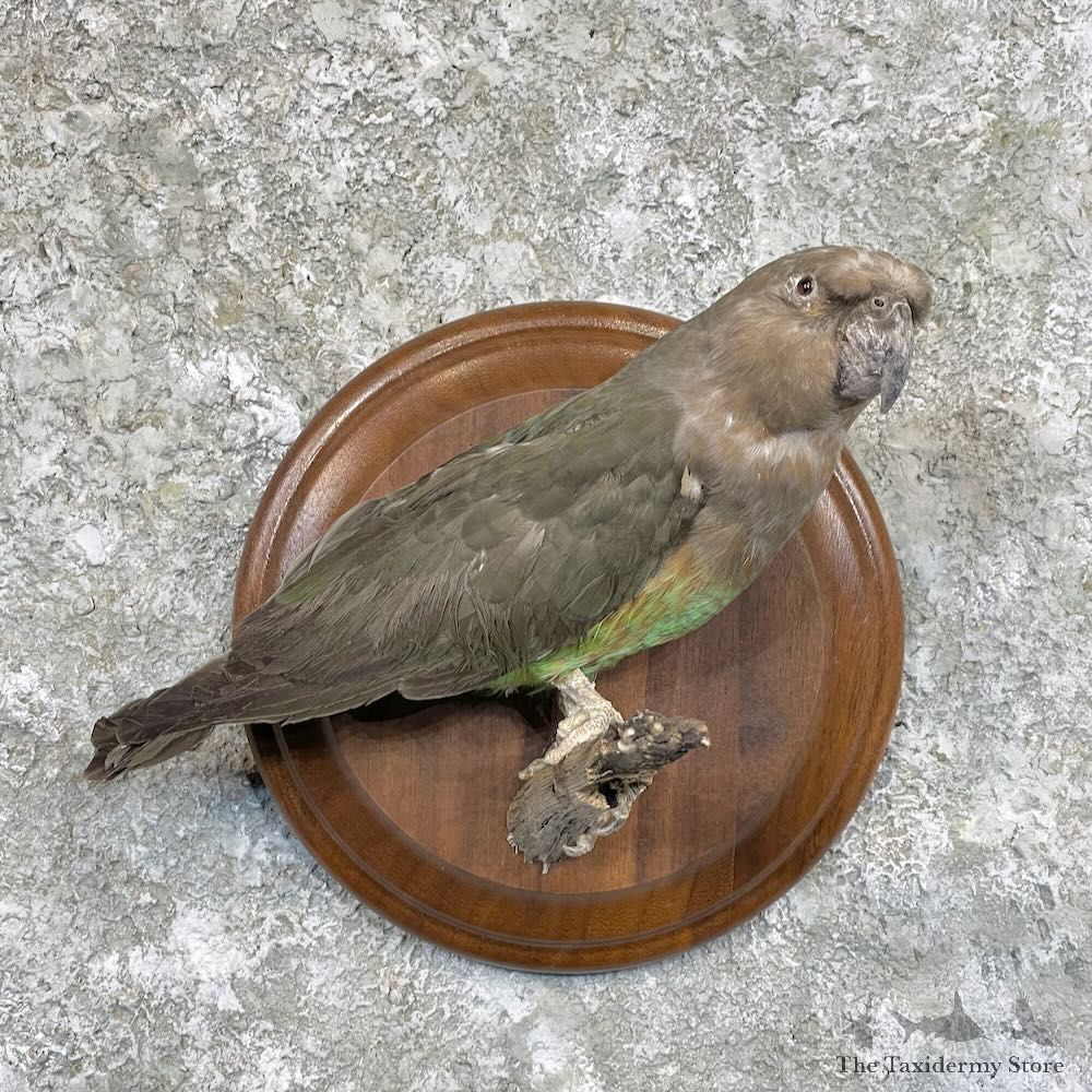 Parakeet Bird Mount For Sale #27833 @ The Taxidermy Store