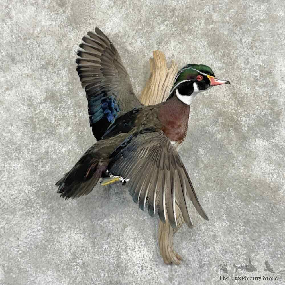 Wood Duck Drake Bird Mount For Sale #32015 @ The Taxidermy Store