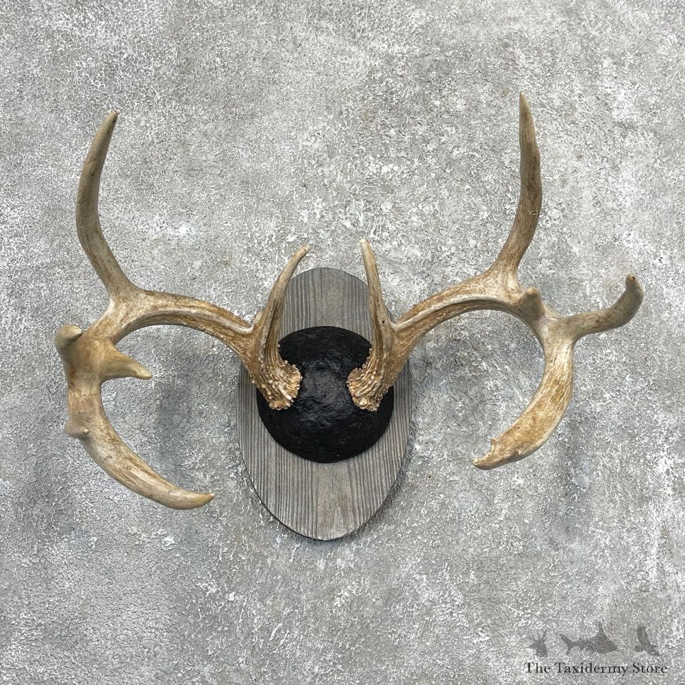 Whitetail Deer Antler Plaque Mount #24559 For Sale @ The Taxidermy Store