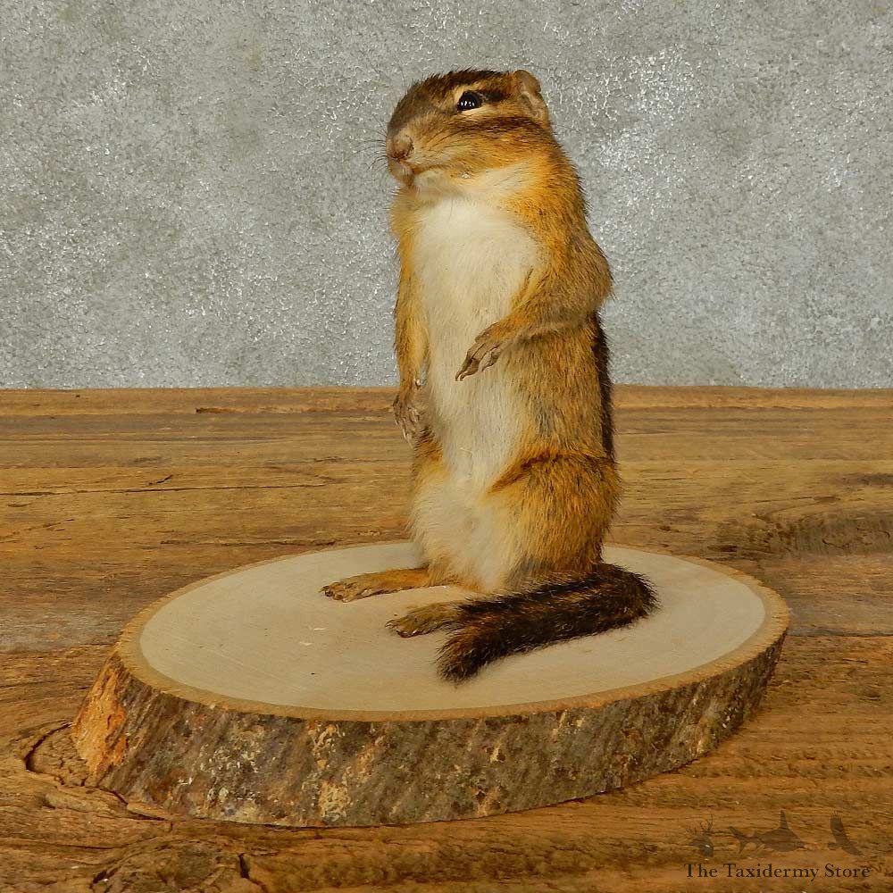 Chipmunk Life-Size Mount For Sale #16330 @ The Taxidermy Store