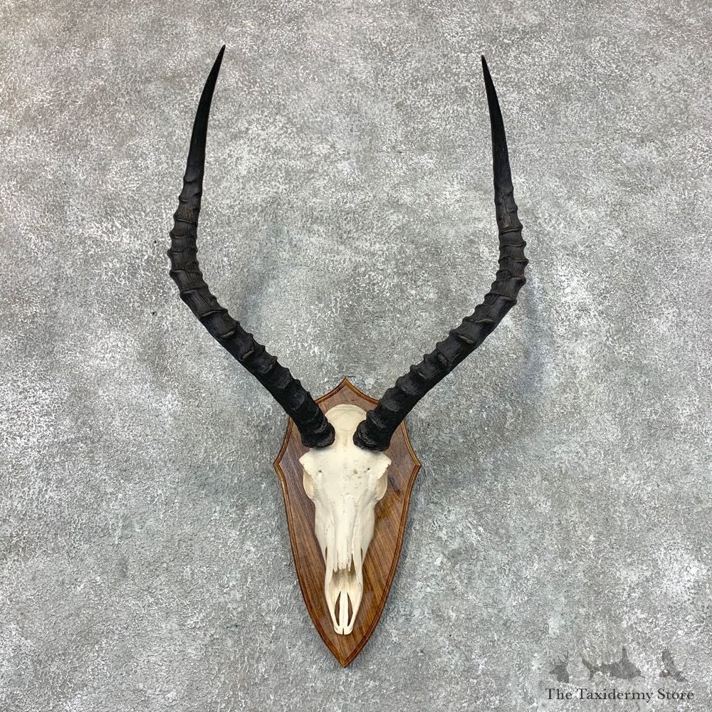 Impala Skull & Horn European Mount For Sale #22661 @ The Taxidermy Store