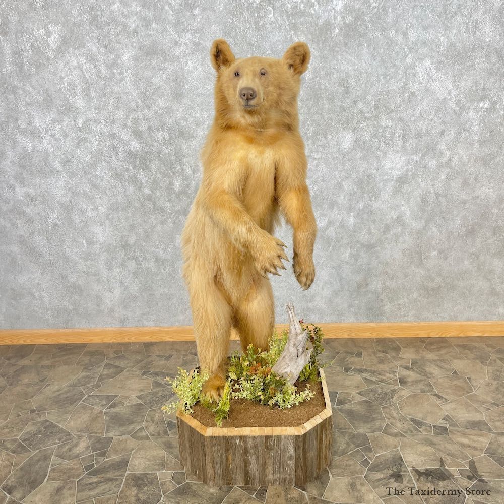 Grizzly Bear Life-Size Mount For Sale #26748 @ The Taxidermy Store