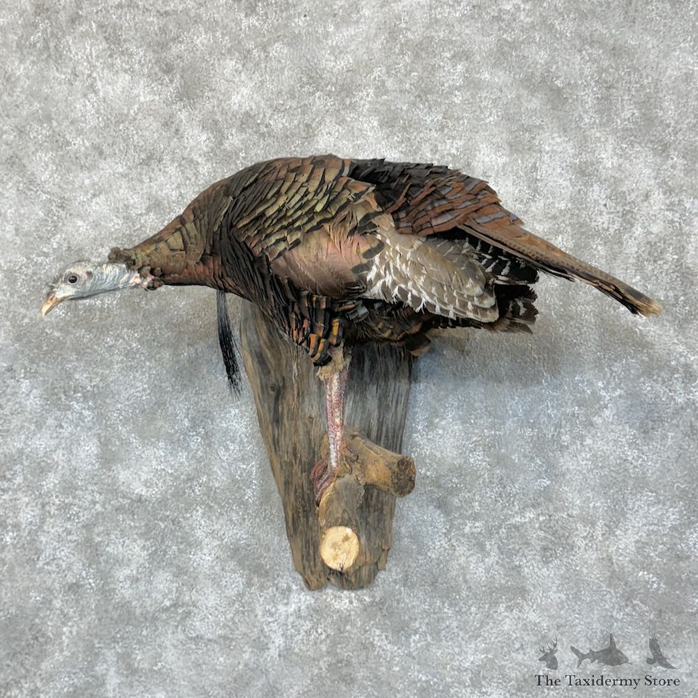 Eastern Turkey Bearded Hen Mount For Sale #29446 @ The Taxidermy Store