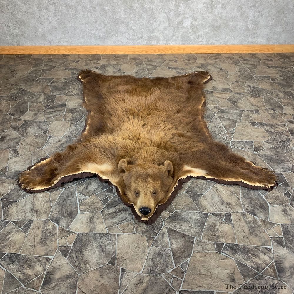 Cinnamon Black Bear Full-Size Rug For Sale #21180 @ The Taxidermy Store